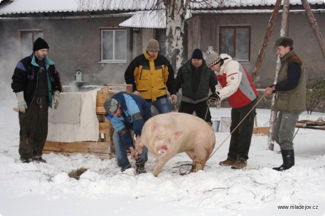 Fotografie Uskutečnila se i první mladějovská zabijačka