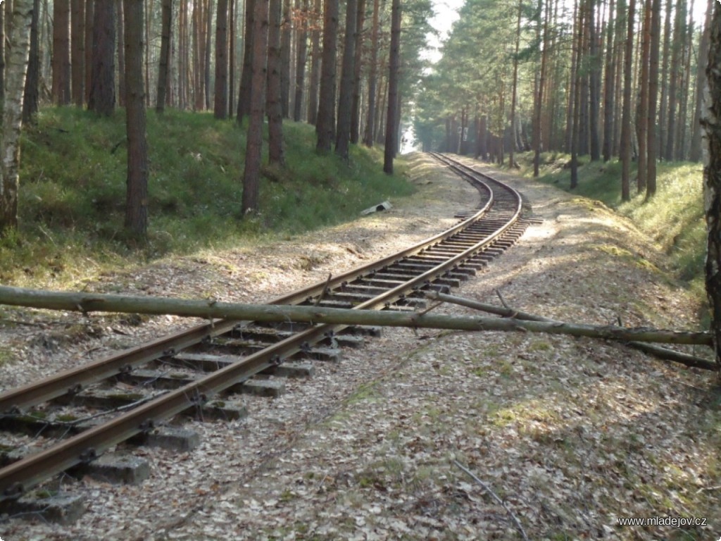 Fotografie Jediný spadlý strom na sjízdném úseku.

